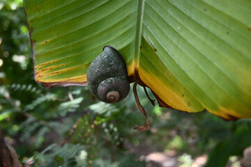 View of a giant land snail clinging to the end of a banana leaf