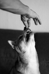 Man's hand petting dog on sofa. Black and white photo.