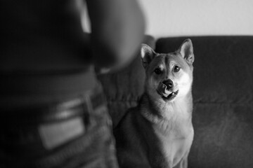 Black and White Portrait of a Shiba Inu