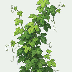 Vector Illustration of Ivy Plant with Green Leaves in Organic Style for Botanical Design