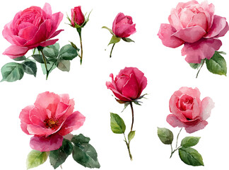 pink roses on white background