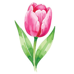 Minimalist Vector Illustration of Pink Tulip Flower with Green Leaves in Organic Style for Botanical Design