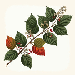 Vector Botanical Illustration of Berry Branch with Green and Autumnal Red Leaves in Modern Organic Style