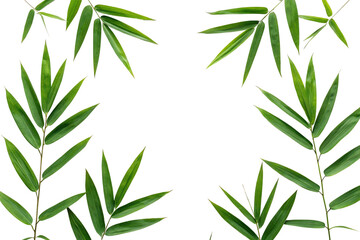 Fototapeta premium Green bamboo leaves isolated on transparent background in studio shot for decoration