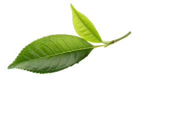  instant matcha green-tea with  leaf