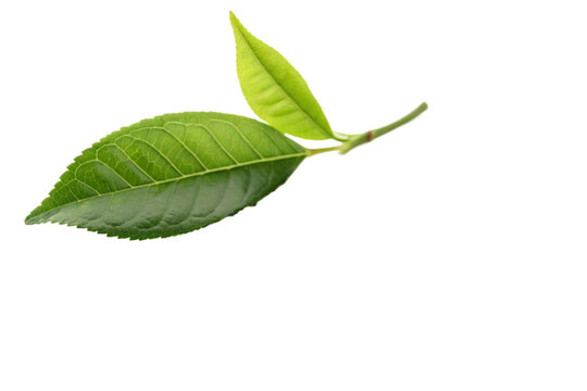  instant matcha green-tea with  leaf