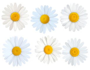 Six daisy illustrations in various shades of white and light blue, each with a vibrant yellow center, set against a stark white background