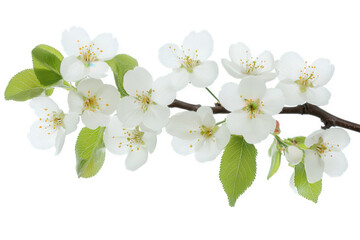 Naklejka premium Isolated on transparent background, a branch with white cherry blossoms and green leaves creates a fresh and vibrant spring scene, symbolizing renewal and beauty