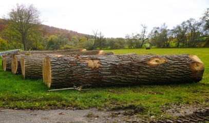 Grünes Landschaftspanorama mit dicken Baumstämmen auf grüner Wiese liegend vor Bäumen, Waldhügel und weißem Himmel bei Regen am Nachmittag im Herbst