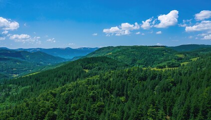 Obraz premium Aerial view of a lush coniferous forest on a mountain, highlighting seasonal change