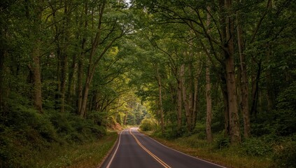 Fototapeta premium Winding rural road through vibrant beech forest hills, showcasing a natural tunnel created by towering trees, environmental conservation