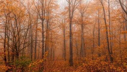 Obraz premium Background of a fall woodland