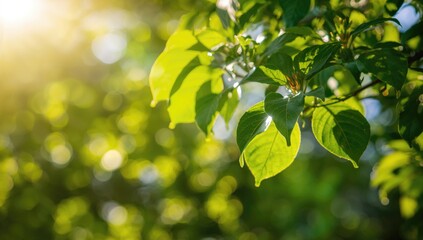Obraz premium Lush greenery in a vibrant spring garden, showcasing seasonal change