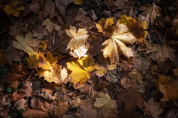 autumn leaves on the ground