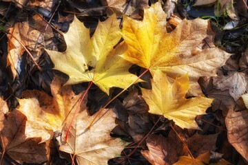 yellow maple leaves