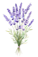 Naklejka premium Watercolor lavender bouquet isolated on transparent background, showcasing the delicate purple flowers and green stems, creating a calming and aromatic floral illustration