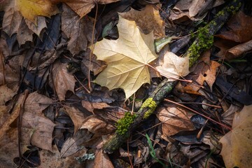 fallen autumn leaves