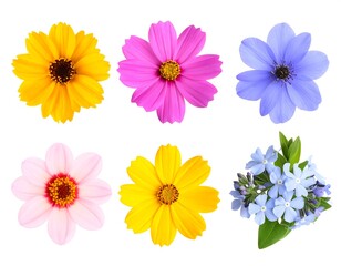 Six vibrant, fully bloomed flowers in various colors, artfully arranged. Their delicate petals and central details are clearly visible against a white background