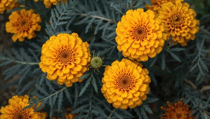 Fototapeta premium Close-up of autumn marigold blossoms with bright yellow and red-spotted petals, set against textured bluish pinnate foliage.