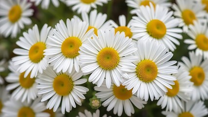 Obraz premium Cluster of fresh daisies with white petals and yellow centers in soft directional light.