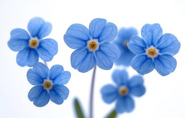 Close-up view of delicate blue flowers with five petals each, featuring soft textures and subtle yellow centers, set against a bright white background