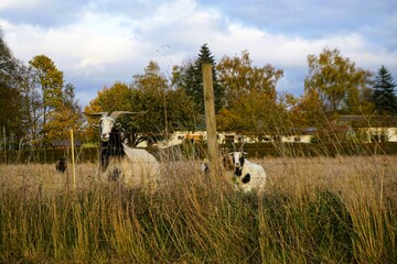 Herde Ziegen mit Ziegenbock auf Weide hinter Zaun vor Bauernhof, Bäumen und blauem Himmel mit weißem Wolkengebilde bei Sonne am Nachmittag im Herbst