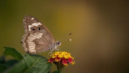 Obraz premium Butterfly resting on a leaf, highlighting the beauty of wildlife