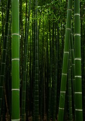 Lush Bamboo Forest - A Serene Green Sanctuary.