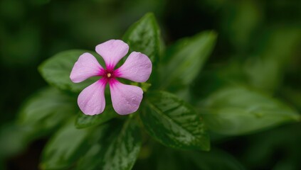 The periwinkle flower, a resilient plant known for its vibrant bloom, signifies seasonal renewal in spring gardens.