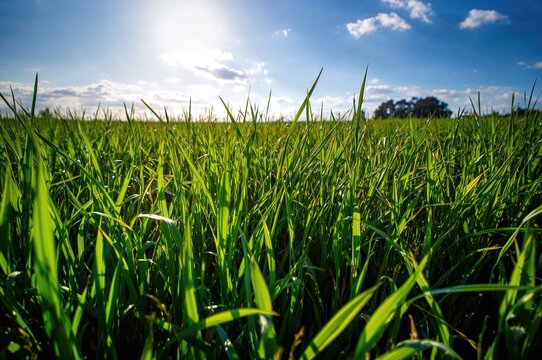 Close-up of fresh green grass surface