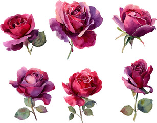 Fototapeta premium set of roses isolated on white
