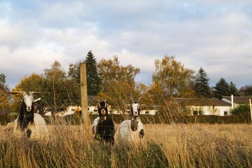 Landschaftspanorama mit Ziegen auf grasweide hinter Zaun vor Bauernhof, Bäumen und blauem Himmel mit weißem Wolkengebilde bei Sonne am Nachmittag im Herbst