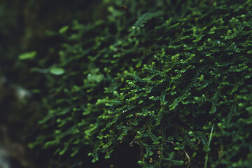 Green moss in the forest