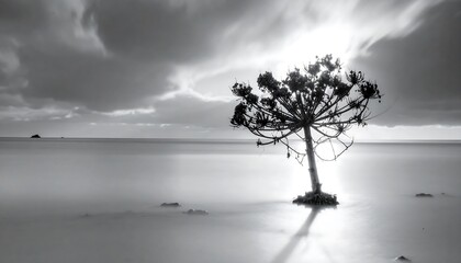 Serene grayscale landscape featuring a striking plant silhouetted against a soft, blurry ocean and dramatic cloudy sky