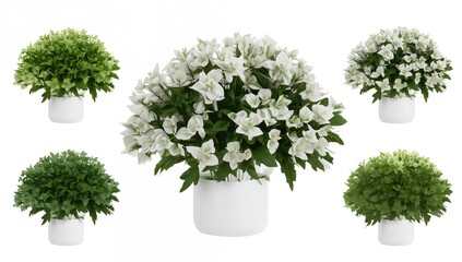 White bougainvillea flowers blooming in a round white pot, ideal for editorial header background