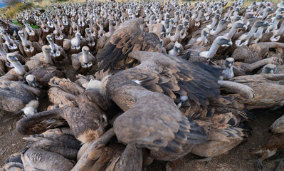 Griffon Vulture (Gyps fulvus)