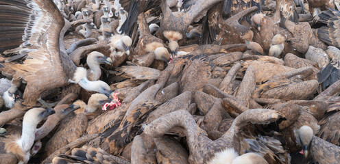 Griffon Vulture (Gyps fulvus)