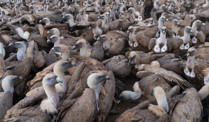 Griffon Vulture (Gyps fulvus)
