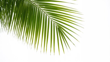 Fototapeta premium Coconut palm tree leaves against a white background, summer foliage display