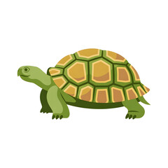 A tortoise illustration vector style