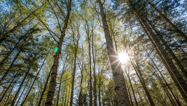 Lush birch and pine trees under bright sunlight, ideal for eco tourism, spring observance