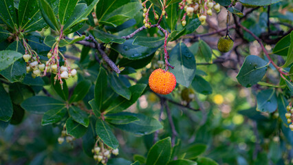 Strawberry tree fruit and flowers on green leaves branch in natural light