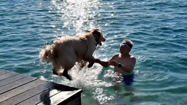 Golden Retriever Dog Joyfully Jumping into Water from a Dock to Swim with its Owner