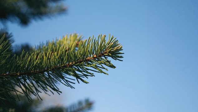 Close-up of a pine branch with needles in a natural outdoor setting, highlighting seasonal change