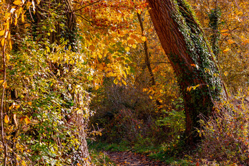 Autumn landscape, Natural path covered with orange brown leaves, Beautiful forest in countryside, Multi colour of leaves on the trees with warm sunlight in afternoon, Gelderland province, Netherlands.