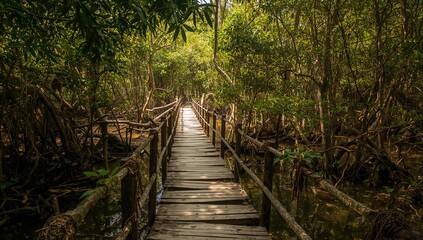 Fototapeta premium Mangrove swamp with a precarious crossing