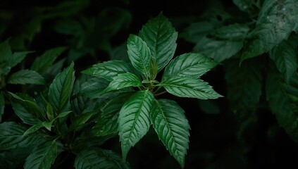 Kecibeling herbal plants thrive in Indonesia, beneficial properties of Strobilanthes crispus leaves