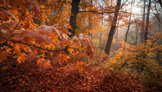 Frosted leaves in autumn, seasonal change