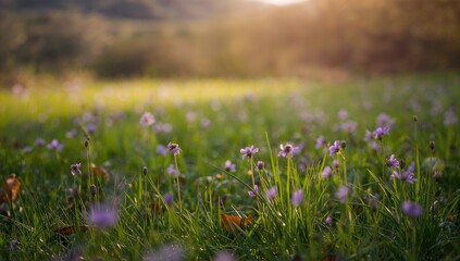 Fototapeta premium A field full of small purple flowers, vibrant landscape for springtime travels