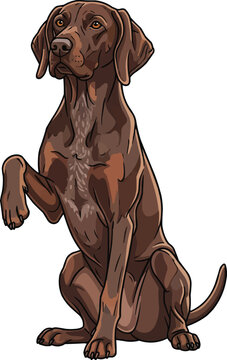 German Shorthaired Pointer dog sitting raising paw cute illustration